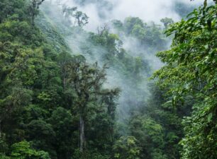 ‘Rừng mây’ Monteverde ở Costa Rica lâm nguy