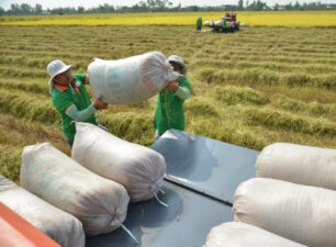 Thay đổi chiến lược phát triển ngành gạo Việt Nam