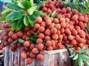 Thêm nhiều thị trường ‘rộng cửa’ với quả vải Việt Nam