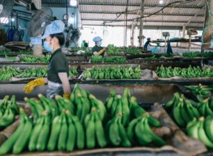 Nông sản Việt thu hàng tỷ USD từ thị trường Trung Quốc