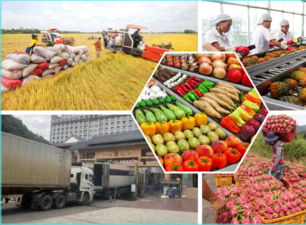 Xuất khẩu nông sản, thực phẩm 6 tháng đầu năm: Ước đạt hơn 20 tỷ USD
