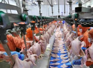 Đặt mục tiêu xuất khẩu thịt gà chế biến sang 12 thị trường trọng điểm