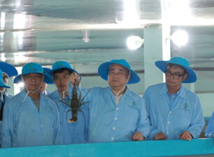 Phú Yên: hướng đến xuất khẩu chính ngạch tôm hùm sang Trung Quốc