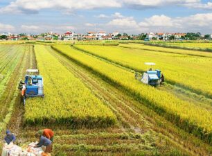 El Nino đe dọa đến nông nghiệp Việt Nam