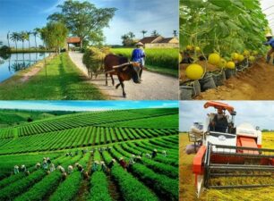 Phát triển hợp tác xã nông nghiệp, tái cơ cấu ngành nông nghiệp