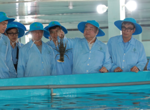 Tìm cơ hội đầu tư nuôi tôm hùm tại Phú Yên