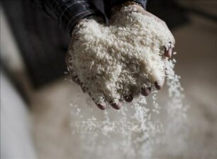 Mối lo về một cuộc khủng hoảng và tắc nghẽn nguồn cung gạo