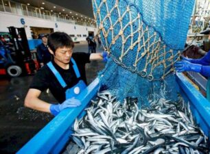 Hoạt động xuất khẩu hải sản của Nhật Bản có thể gặp khó khăn trong thời gian tới