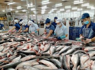 Sau thời gian gặp khó, xuất khẩu cá tra cả năm 2023 có thể đạt 1,77 tỷ USD