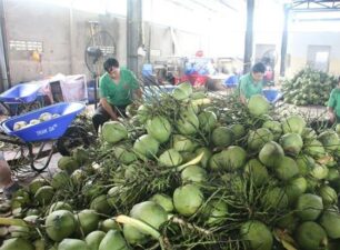 Nông dân trồng dừa ở Bến Tre vui mừng khi thị trường mở rộng trở lại