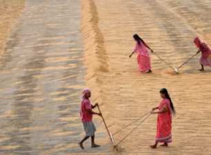 Ấn Độ cấm xuất khẩu gạo gây biến động ra sao trên thị trường thế giới?