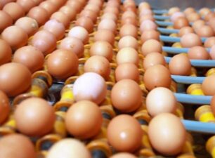 Hong Kong gỡ bỏ lệnh cấm nhập trứng, gia cầm từ 4 tỉnh của Việt Nam