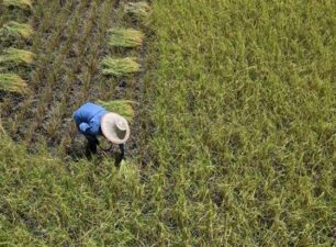 Sản lượng gạo Thái Lan dự kiến giảm do thời tiết El Nino