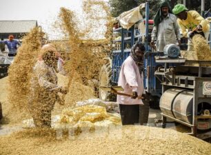Ấn Độ có khả năng giảm giá sàn xuất khẩu của gạo basmati​