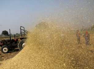 Giá gạo của Ấn Độ giảm ba tuần liên tiếp