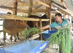Tín dụng chính sách góp phần giảm nghèo bền vững tại Đắk Lắk