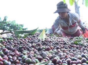 Xuất khẩu cà phê Việt Nam sang Algeria tăng mạnh cả về lượng và giá trị