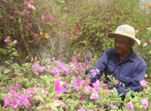 Trà Vinh: Làng nghề trồng hoa kiểng xuống giống phục vụ thị trường Tết