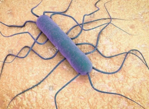 Chính phủ Mỹ cảnh báo nguy cơ bùng phát bệnh do vi khuẩn listeria