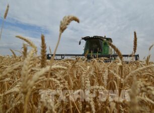 Xuất khẩu ngũ cốc của Nga đạt hơn 62 triệu tấn