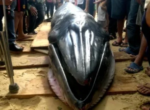 Cá Ông nặng khoảng 300kg trôi dạt vào bờ biển Trà Vinh