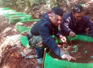 Trao 12.000 cây sâm giống Ngọc Linh cho 300 hộ nghèo ở huyện Tu Mơ Rông
