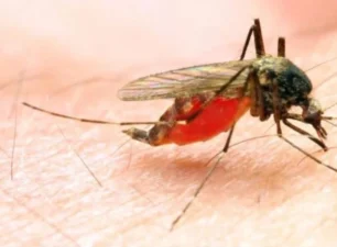 Bước đột phá trong nghiên cứu phương pháp điều trị bệnh sốt rét