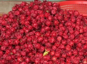 Những công dụng tuyệt vời của hoa atiso đỏ đối với sức khỏe
