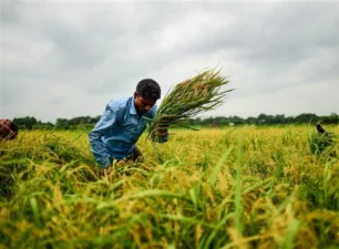 Sản lượng gạo trái vụ ở châu Á có thể bị ảnh hưởng do thời tiết khô hạn