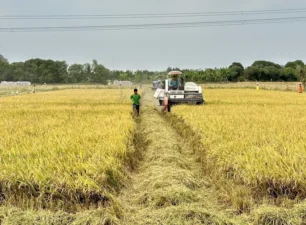 An GIang: 30 doanh nghiệp dự định liên kết sản xuất, tiêu thụ lúa cho nông dân