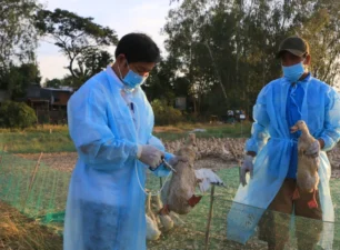 Ngăn chặn cúm gia cầm xâm nhập vào Việt Nam, lây nhiễm sang người