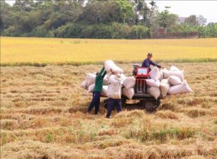 Xuất khẩu gạo đạt kỷ lục với 4,78 tỷ USD