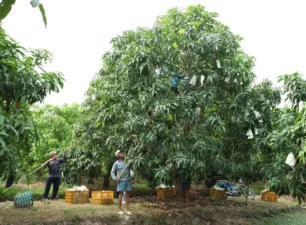 Trà Vinh: Dự báo nhà vườn thất thu sản lượng trái cây Tết Giáp Thìn