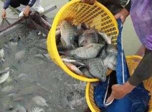 Brazil thông báo dừng nhập khẩu cá rô phi từ Việt Nam