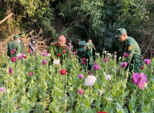 Điện Biên: Phá nhổ khoảng 600 cây thuốc phiện trồng lẫn với rau cải