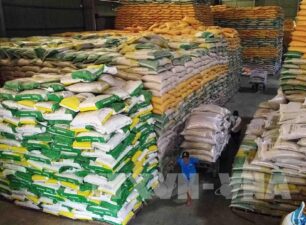 Lý giải nguyên nhân giá gạo xuất khẩu liên tục giảm
