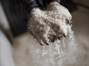 Giá gạo Ấn Độ vẫn ở mức cao