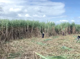 Phú Yên: Đẩy nhanh thu hoạch mía nhằm hạn chế thiệt hại trước dự báo nắng hạn