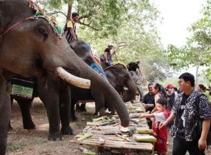 Lễ hội tháng Ba Tây Nguyên: Trải nghiệm các hoạt động thân thiện với voi