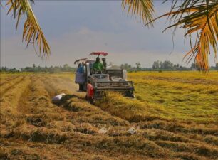 Giá thu mua lúa giảm, lợi nhuận nông dân bị thu hẹp