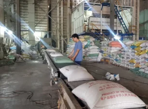 Ngân hàng Nhà nước yêu cầu đẩy mạnh cho vay thu mua, kinh doanh lúa, gạo