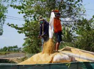 Tính chuyện đường dài trong xuất khẩu gạo