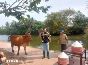 Du lịch trải nghiệm làm nông dân ở Làng cổ Đường Lâm thu hút khách quốc tế