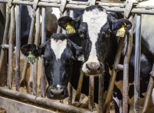 WHO cảnh báo nguy cơ lây nhiễm virus cúm gia cầm ở các đàn bò
