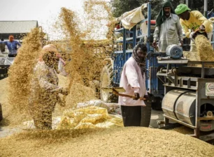 Bộ Nông nghiệp Mỹ dự báo Ấn Độ tiếp tục dẫn đầu thị trường gạo thế giới