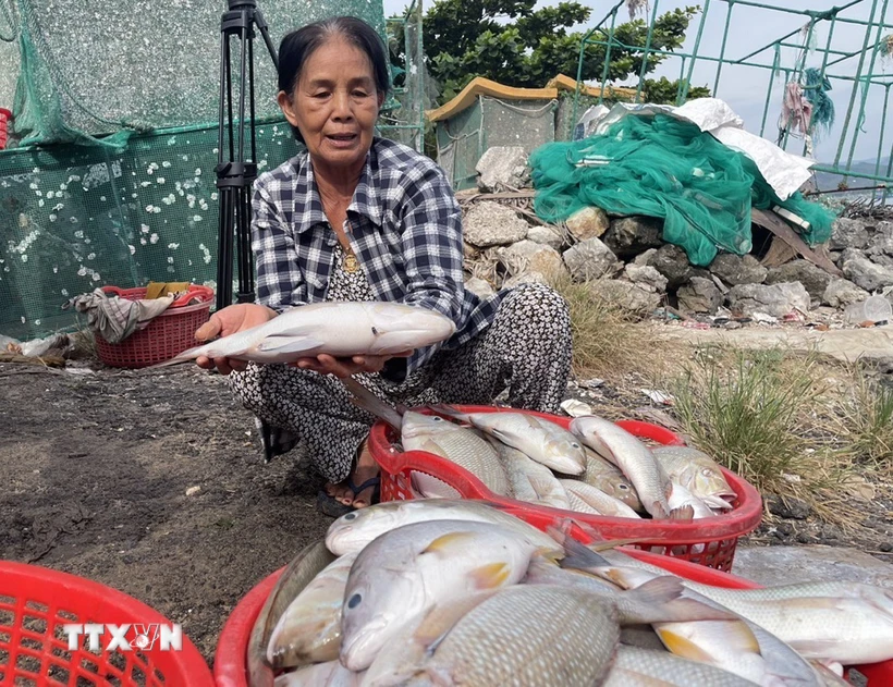 Phú Yên khẩn trương tìm nguyên nhân khiến tôm hùm, cá chết hàng loạt